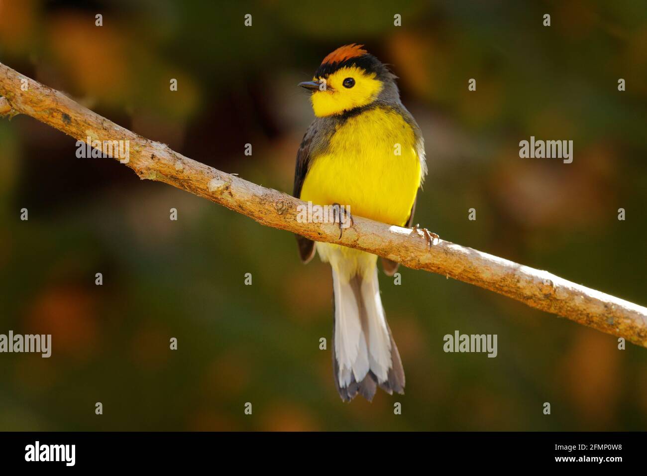 Spectacled Whitestart, Myioborus melanocephalus, New World warbler from Costa Rica. Tanager in the nature habitat. Wildlife scene from tropical nature Stock Photo