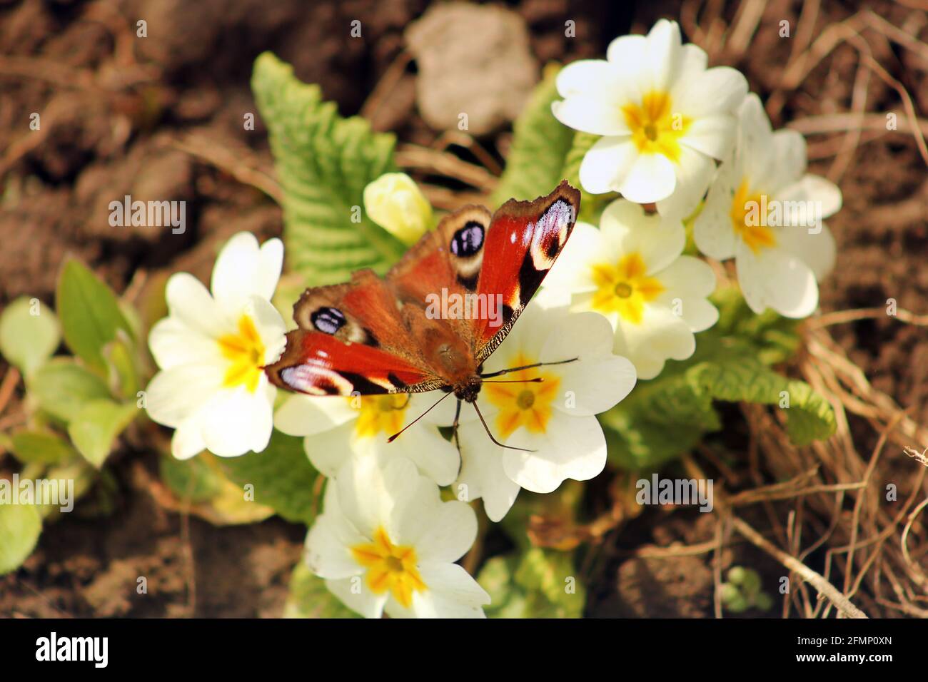 Butterfly sits on a flower Stock Photo - Alamy
