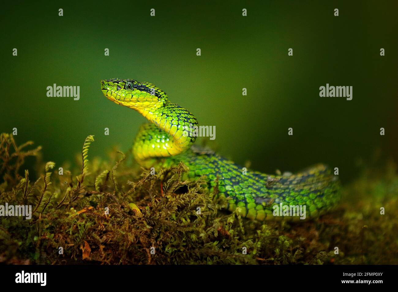 Talamancan Palm-Pitviper, Bothriechis nubestris, nature habitat. Rare new specie viper in tropical forest. Poison snake in the dark jungle. Detail of Stock Photo