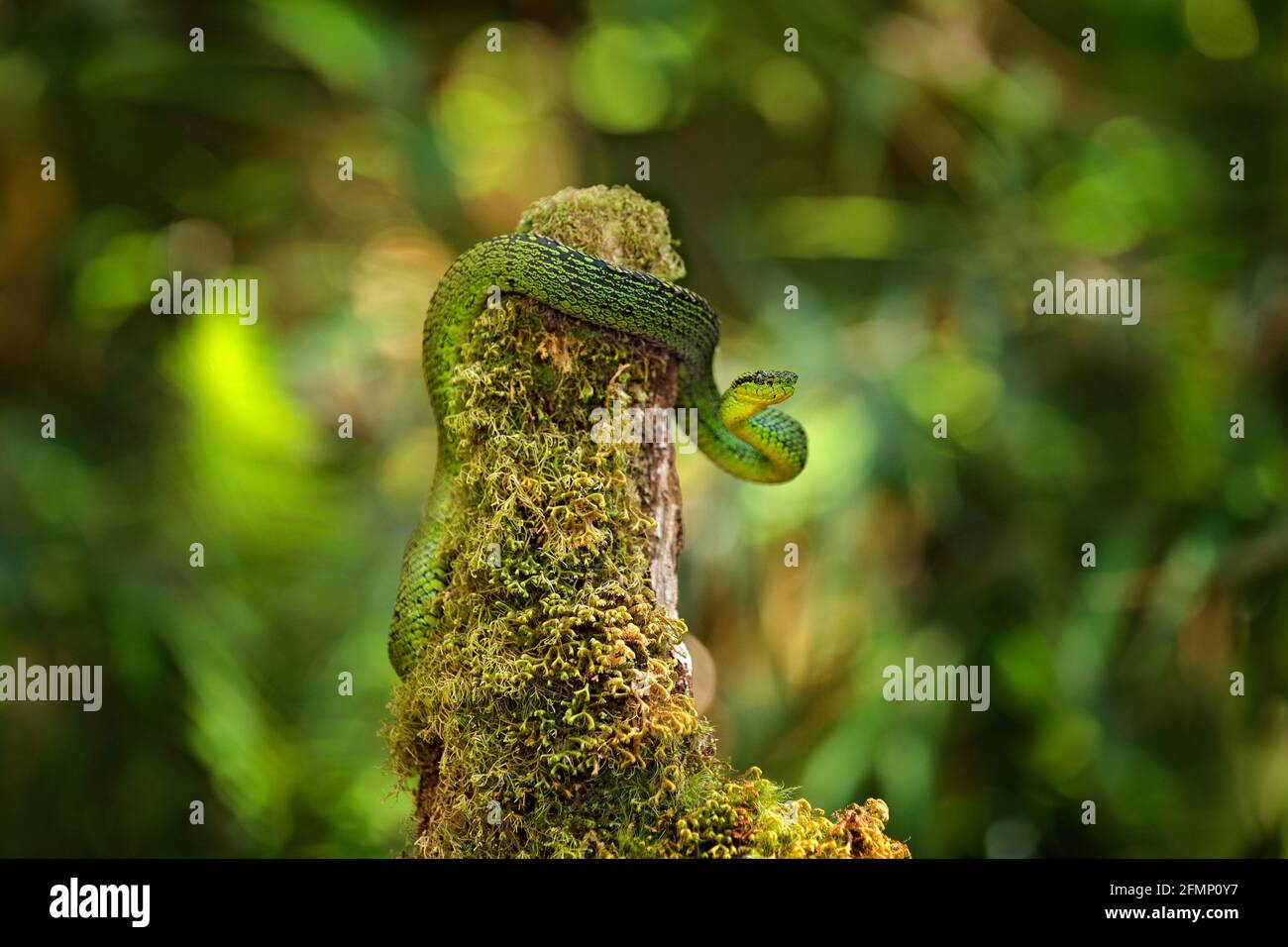 Talamancan Palm-Pitviper, Bothriechis nubestris, nature habitat. Rare new specie viper in tropical forest. Poison snake in the dark jungle. Detail of Stock Photo