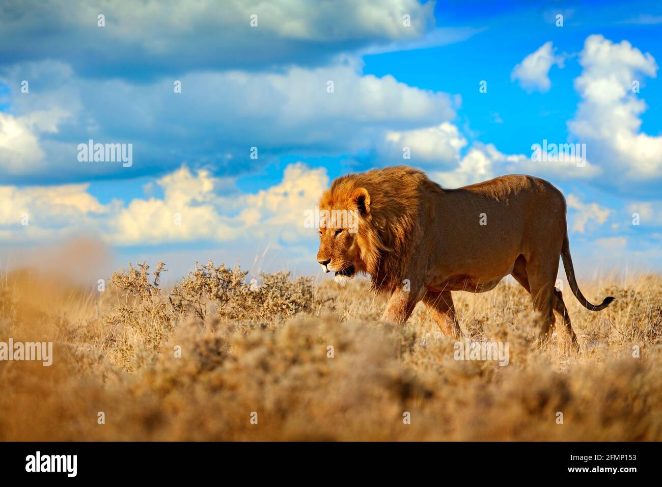 Lion walk. Portrait of African lion, Panthera leo, detail of big ...
