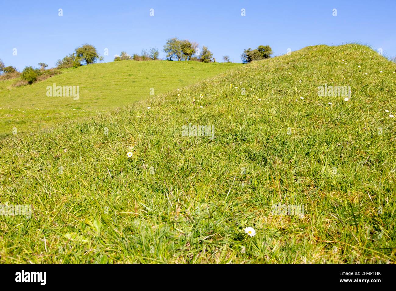 Low angle view of grassy chalk scarp slope, with daisies, Compton Bassett, Wiltshire, England, UK Stock Photo
