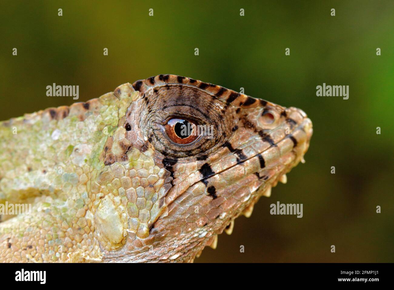 Detail Helmeted basilisk iguana, Corytophanes cristatus, close-up eye. Lizard in the nature habitat, green forest vegetation. Beautiful reptile with l Stock Photo