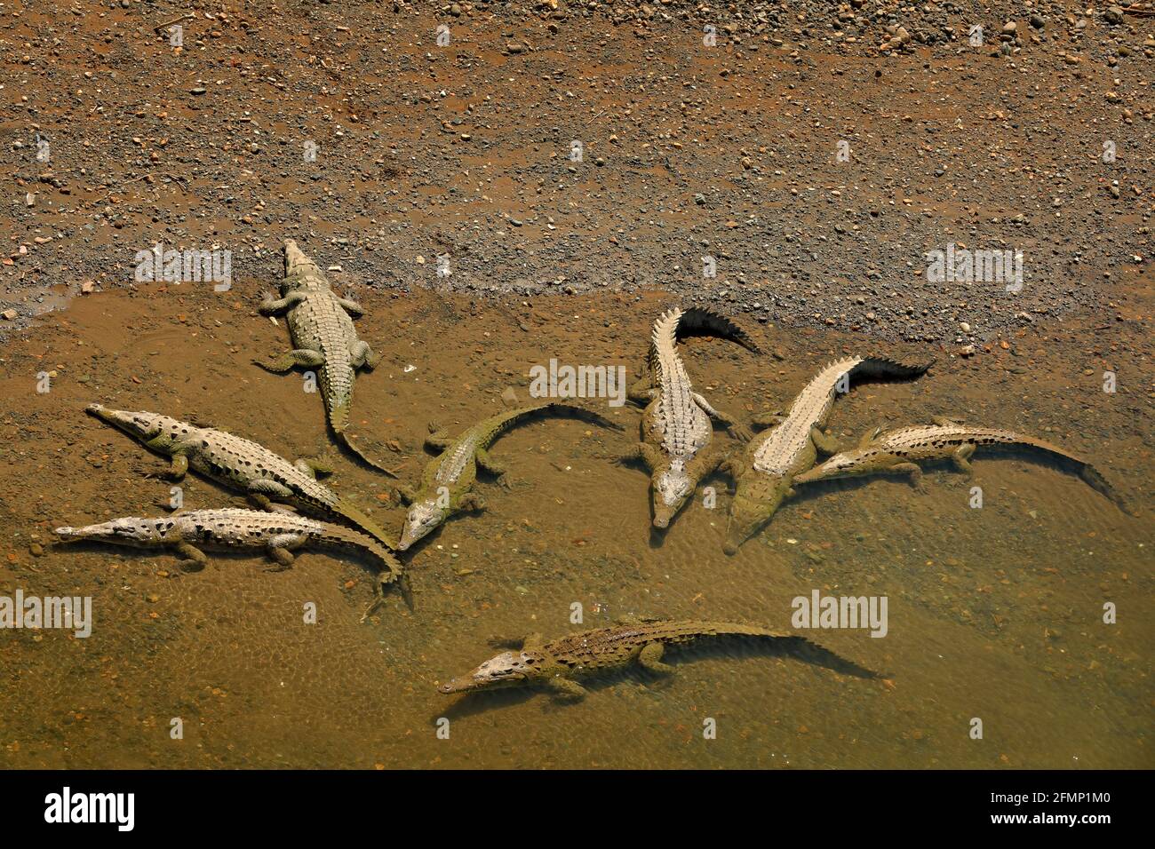American crocodiles, Crocodylus acutus, animals in the river. Wildlife