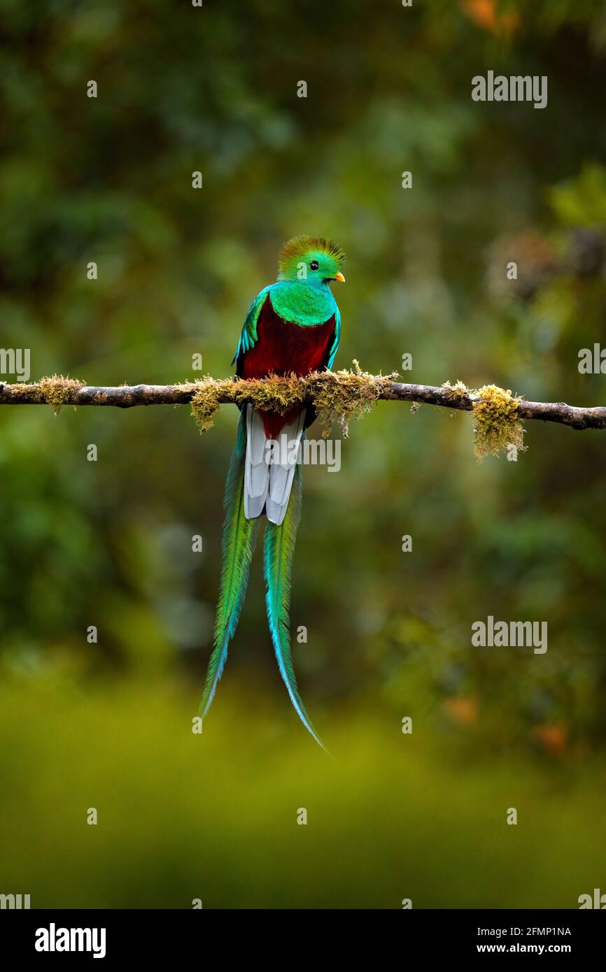 Resplendent Quetzal Mexico Hi Res Stock Photography And Images Alamy