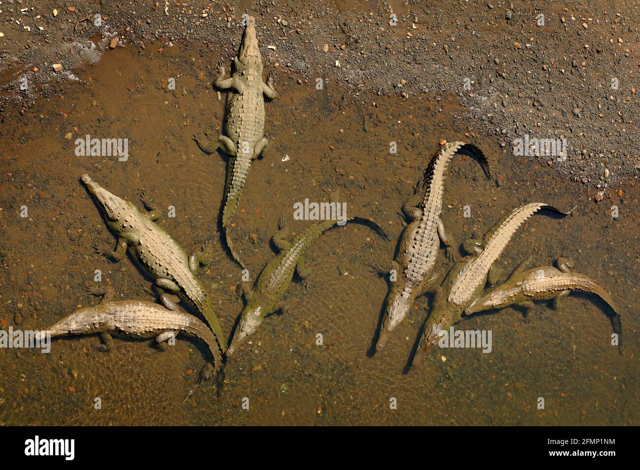 American crocodiles, Crocodylus acutus, animals in the river. Wildlife