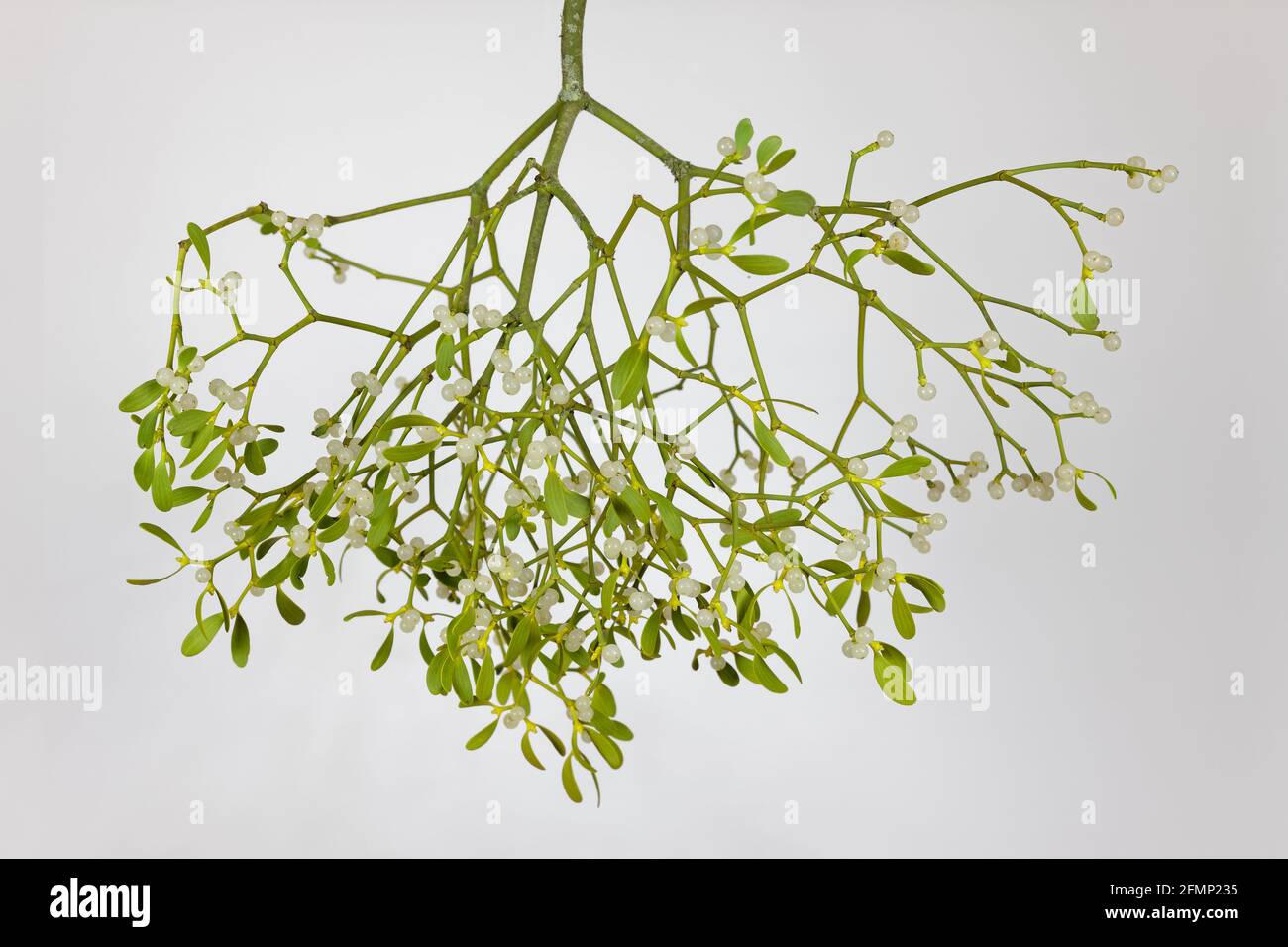Hanging mistletoe (viscum album) - Symbol for Christmas and Love Stock Photo