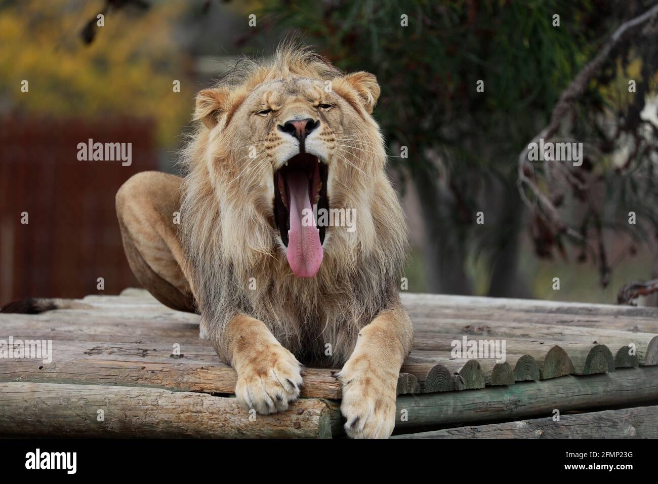 Yawning lion (Panthera leo) at Drakenstein Lion Park, Klapmuts, South Africa. Stock Photo