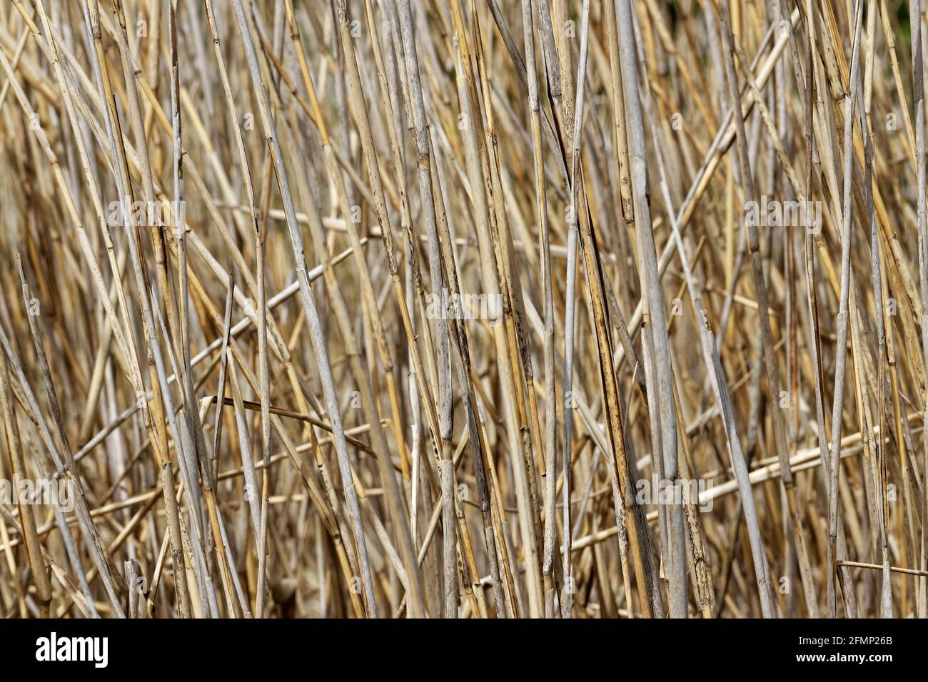 Dried Water Reed - Background Stock Photo - Alamy
