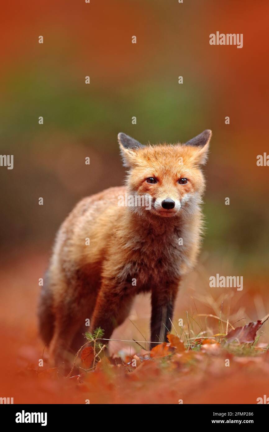 Red fox running on orange autumn leaves. Cute Red Fox, Vulpes vulpes in fall forest. Beautiful animal in the nature habitat. Wildlife scene from the w Stock Photo - Alamy Red fox running on orange autumn leaves. Cute Red Fox, Vulpes vulpes in fall forest. Beautiful animal in the nature habitat. Wildlife scene from the w Stock Photo - Alamy