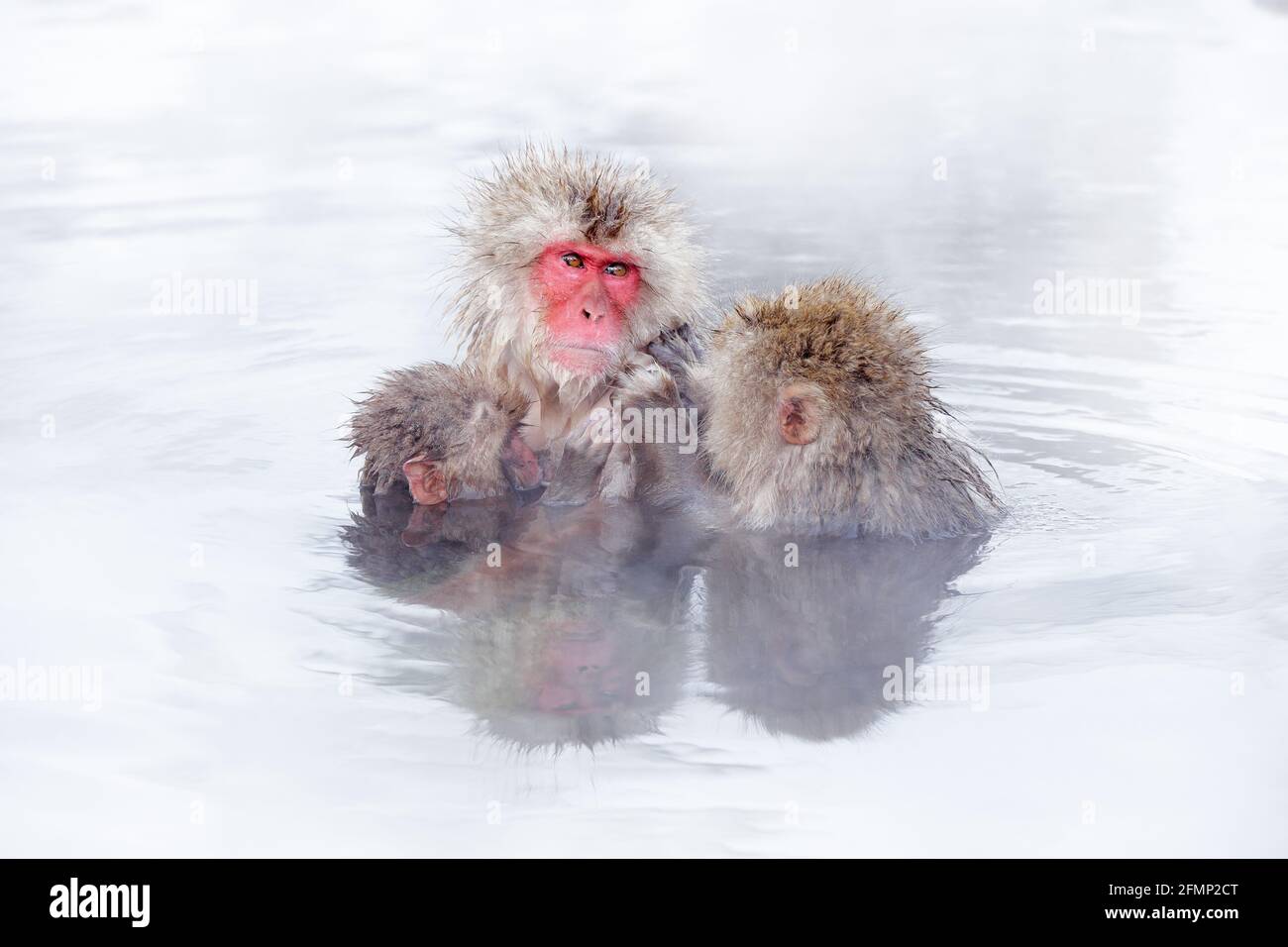 Family in the spa water Monkey Japanese macaque, Macaca fuscata, red face  portrait in the cold water with fog, animal in the nature habitat, Hokkaido  Stock Photo - Alamy