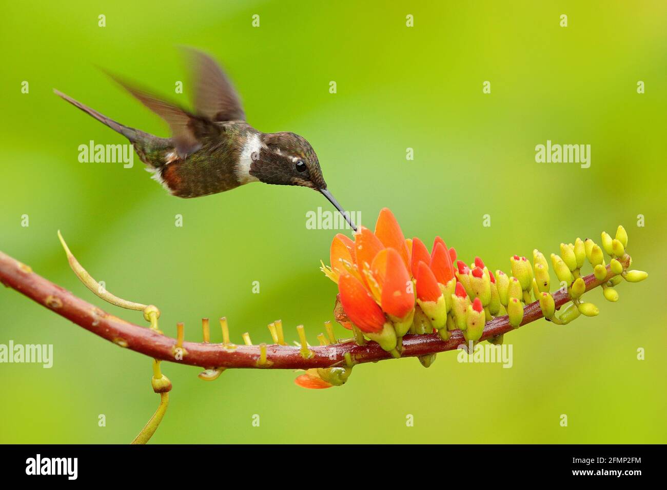 Two hummingbirds with pink flower, in flight. Flight of Purple-throated Woodstar, Calliphlox mitchellii, in the bloom flower, Colombia, wildlife from Stock Photo