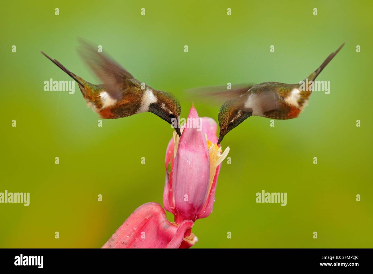 Two hummingbirds with pink flower, in flight. Flight of Purple-throated Woodstar, Calliphlox mitchellii, in the bloom flower, Colombia, wildlife from Stock Photo