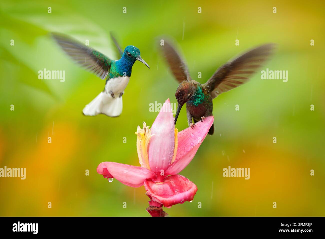Two birds sucking nectar from pink flower. Flying blue and white hummingbird White-necked Jacobin, Florisuga mellivora, from Ecuador, clear green back Stock Photo