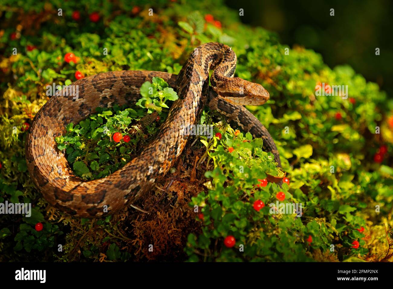 Viper, Atropoides picadoi, Picado´s Pitviper danger poison snake in the