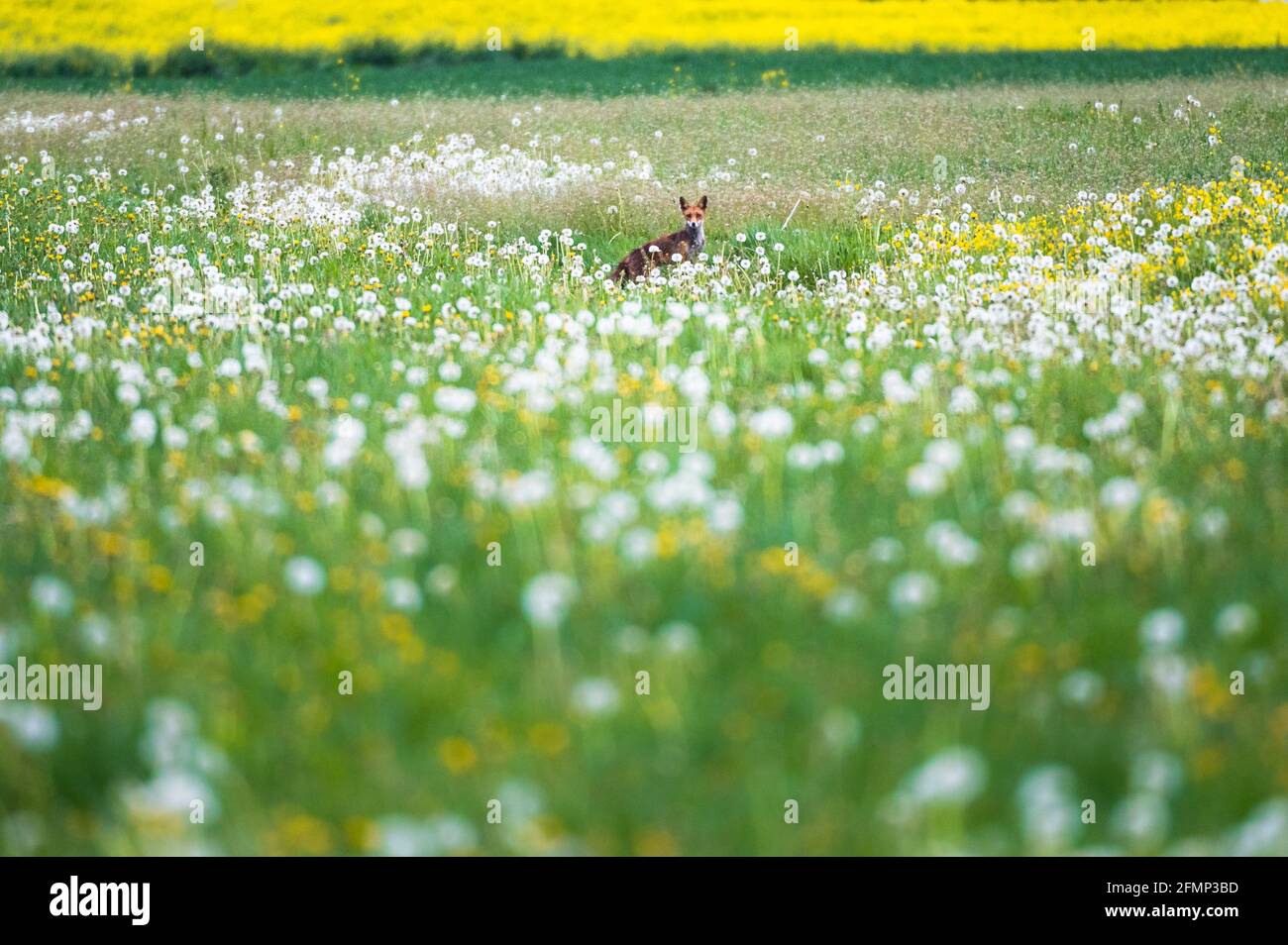 redfox in a spring meadow full of wildflowers in Heimberg Stock Photo