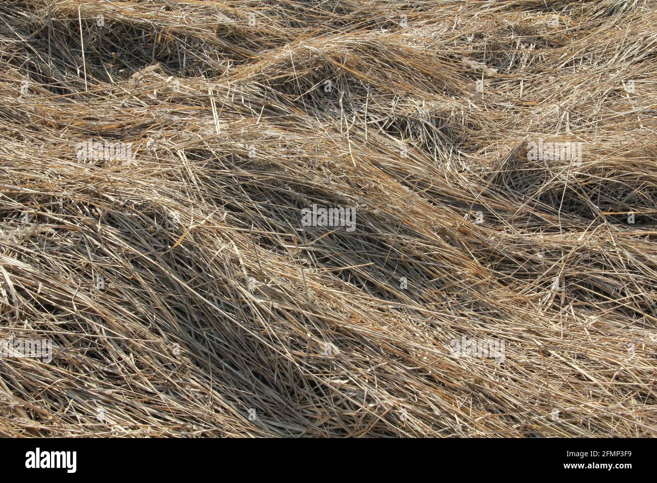 Rough dry silver hay straws pattern texture background Stock Photo