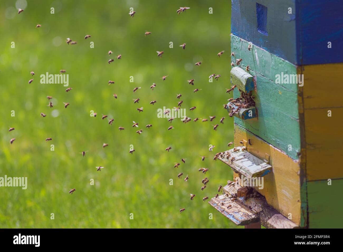 Beehive swarm bees hi-res stock photography and images - Alamy