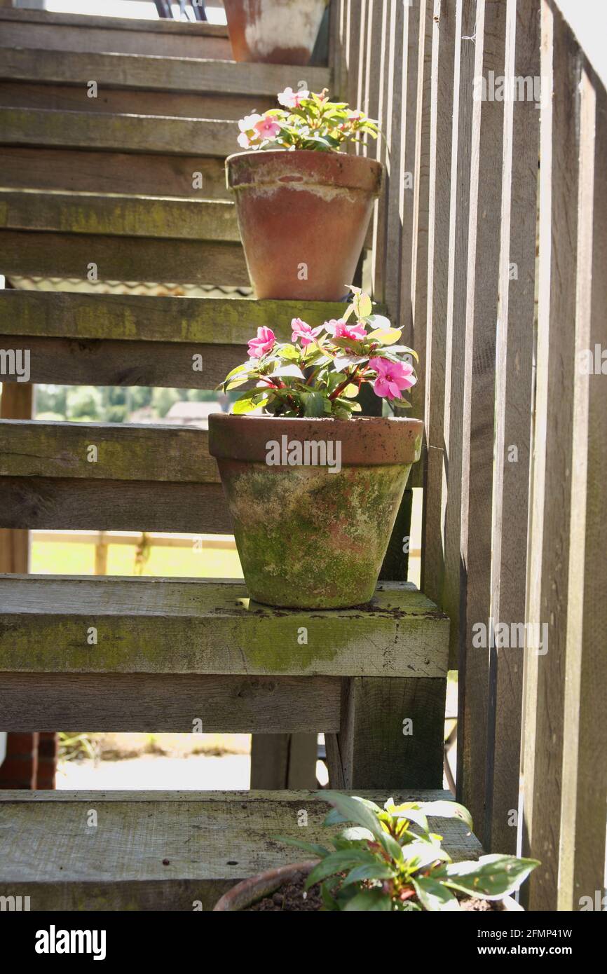 Geraniums growing in clay plant pots arranged on an old wooden barn stairway Stock Photo