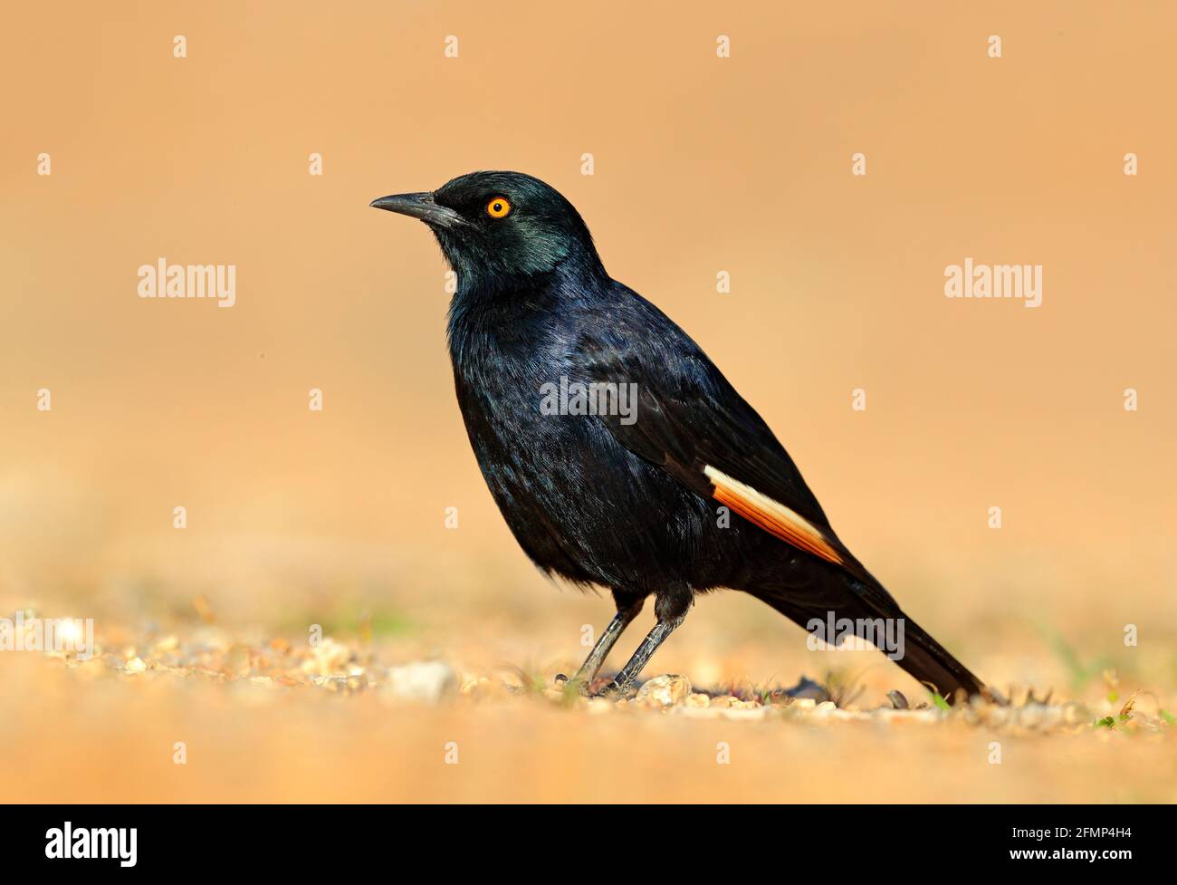 Pale-winged starling, Onychognathus nabouroup, sitting on the stone in the nature habitat. Glossy Starling from the Etocha, Namibia. Beautiful shiny b Stock Photo