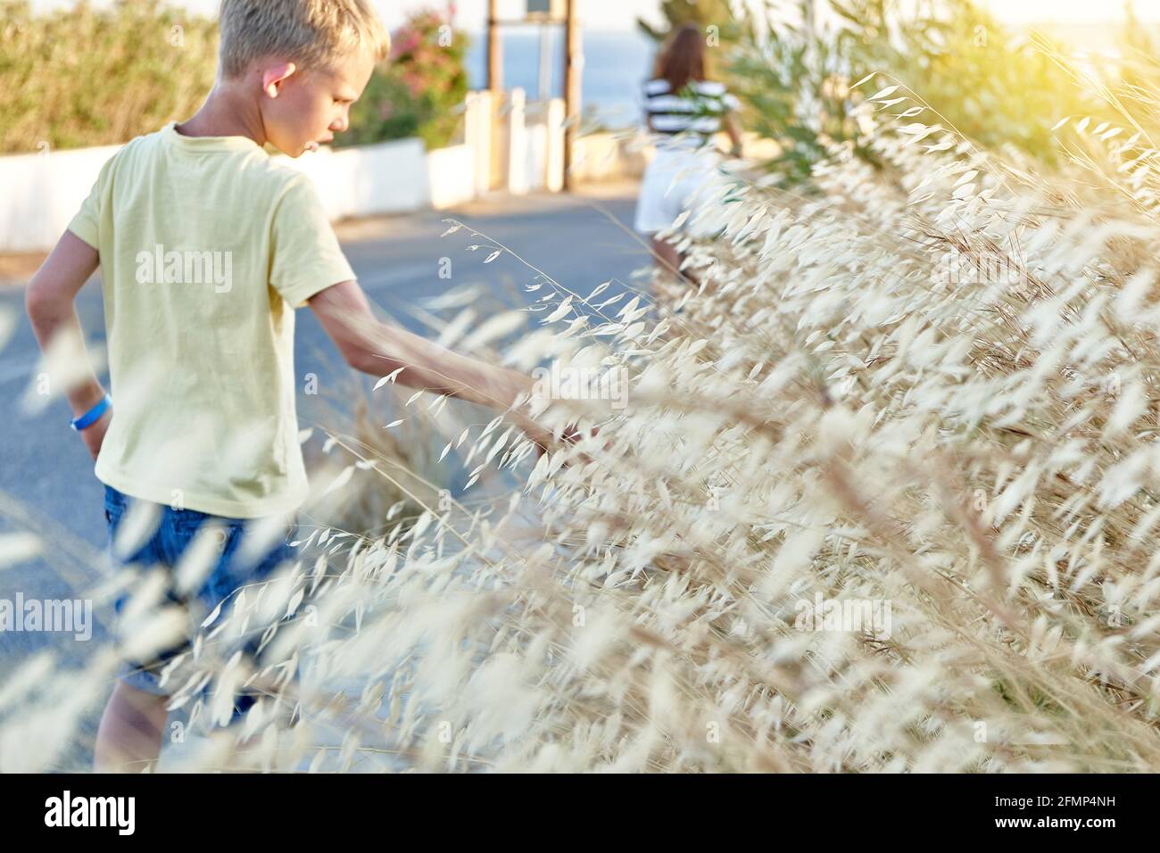 Boy in yellow T-shirt touches wild oats at sunset on summer late day in Greece Stock Photo