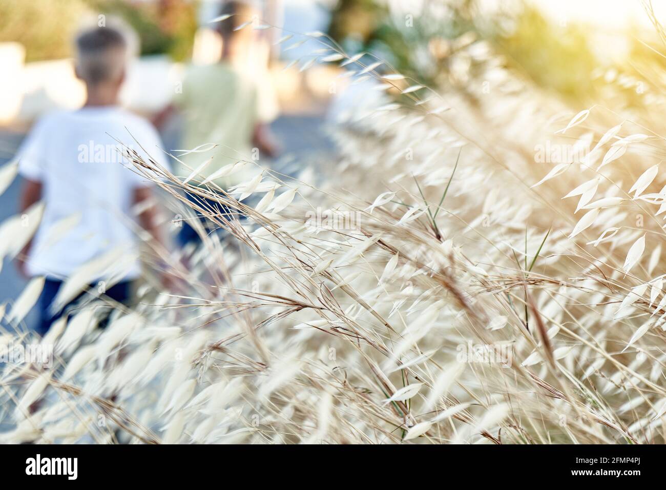 Wild oats plant. Avena fatua, known as the common wild oat - grass in the oat genus. Close-up Stock Photo