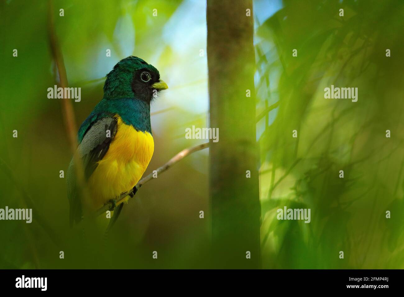 Guianan Trogon Trogon Violaceus Yellow And Dark Blue Exotic Tropical Bird Sitting On Thin Branch In The Forest Costa Rica Wildlife Scene From The Stock Photo Alamy
