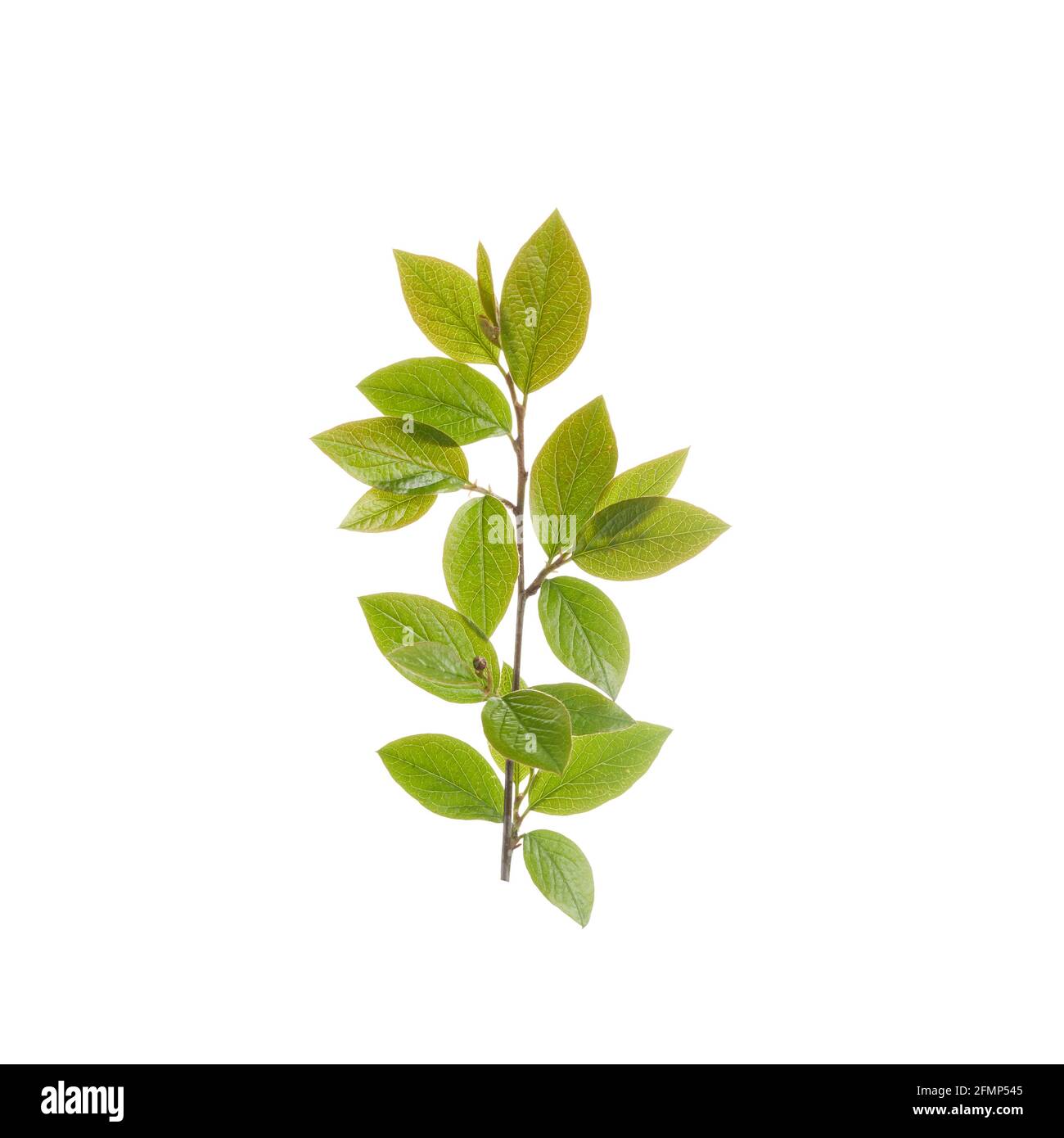 Twig with green leaves isolated on white background Stock Photo - Alamy