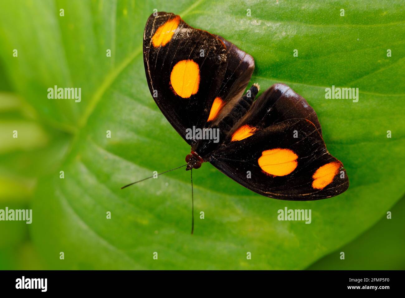 Beautiful butterfly from Costa Rica sitting on the green leaves