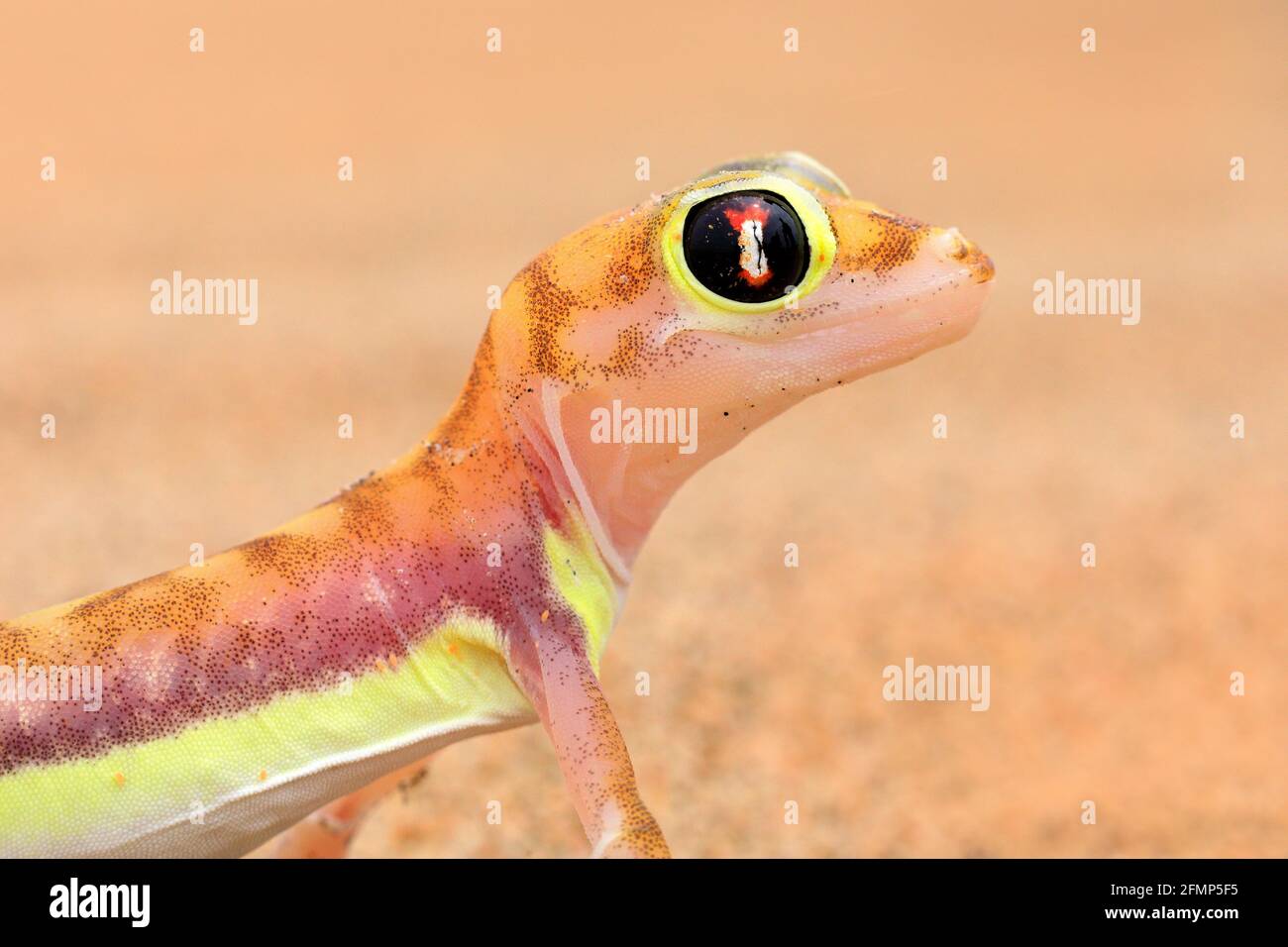 Gecko from Namib sand dune, Namibia. Pachydactylus rangei, Webfooted