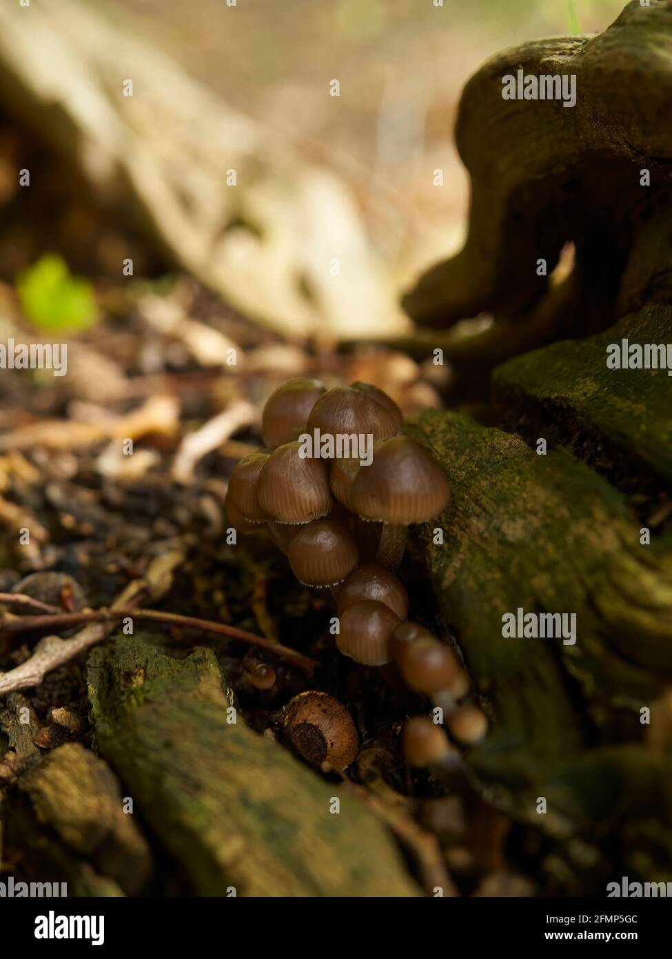 A small clump of toadstools nestled in the shade of a fallen, forest floor log, with defocused, sunlight undergrowth behind. Stock Photo