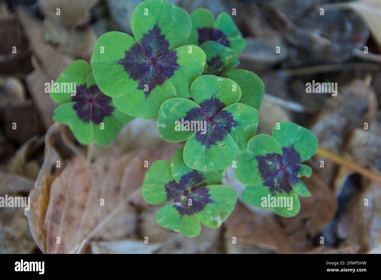 four leaf clover plant or lucky clover Stock Photo