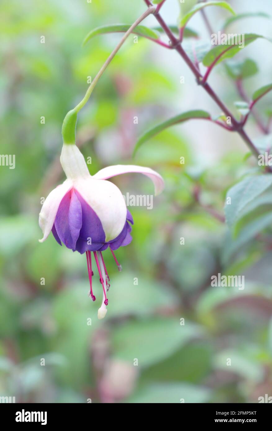 Hybrid Fuchsia High Resolution Stock Photography And Images Alamy