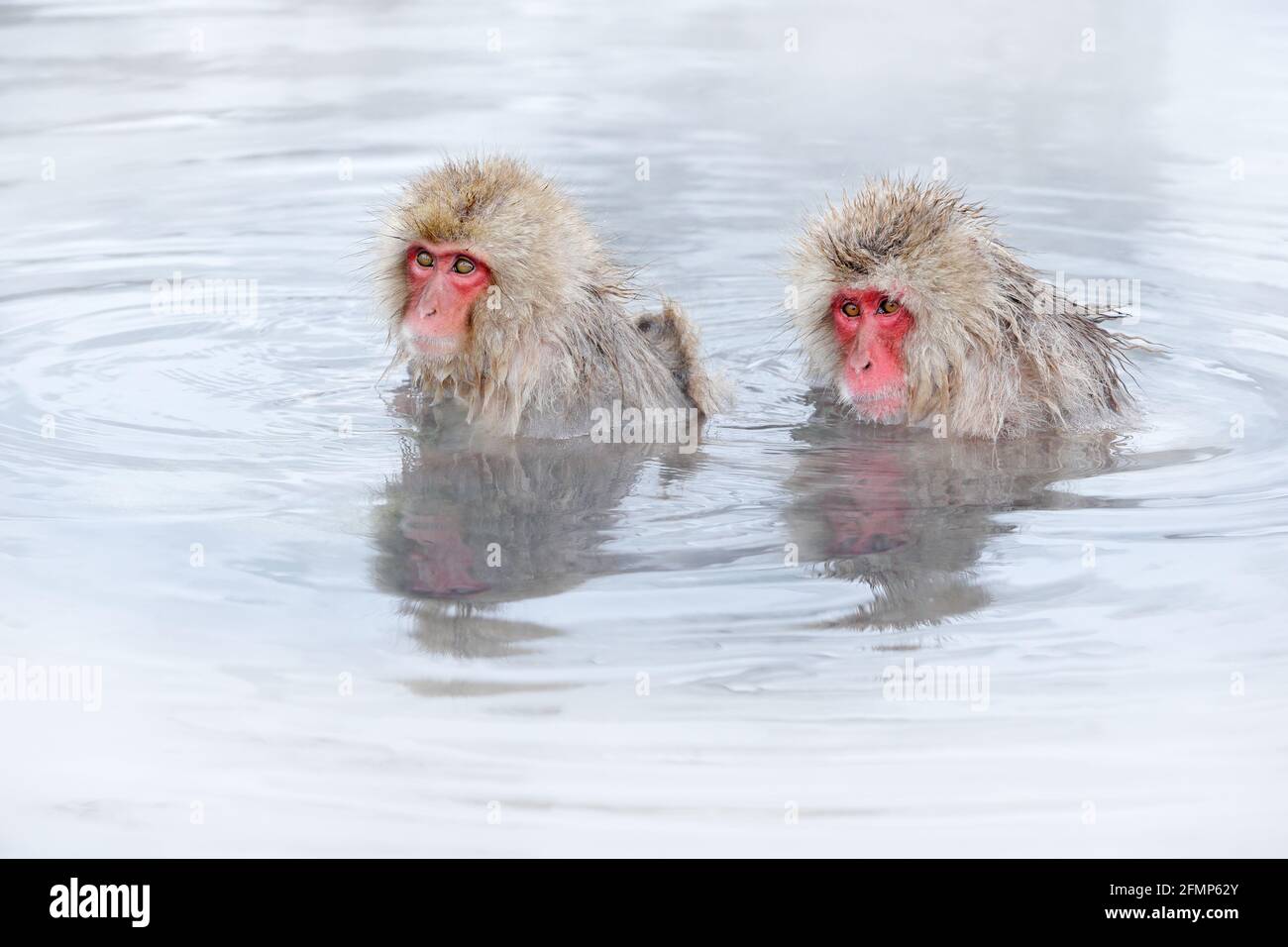 Family in the spa water Monkey Japanese macaque, Macaca fuscata, red face  portrait in the cold water with fog, animal in the nature habitat, Hokkaido  Stock Photo - Alamy