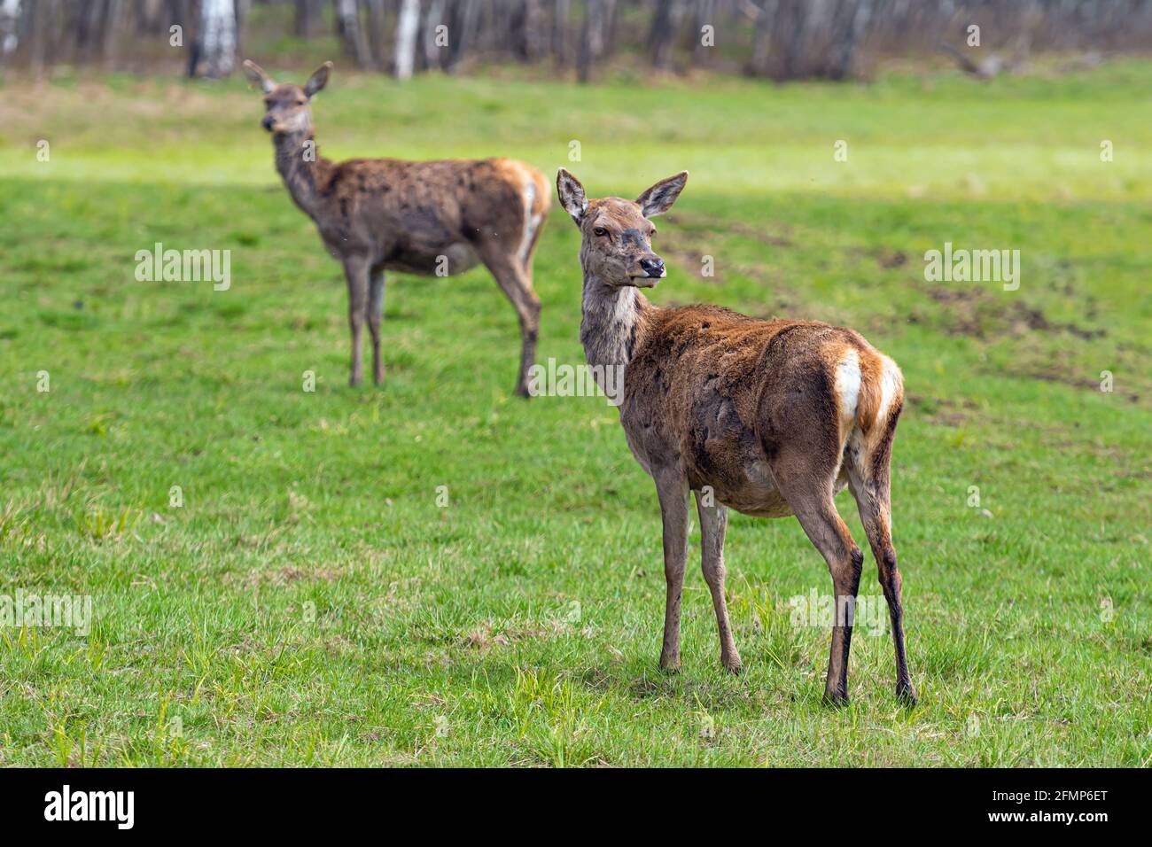 Capreolus roe deers walking hi-res stock photography and images - Alamy