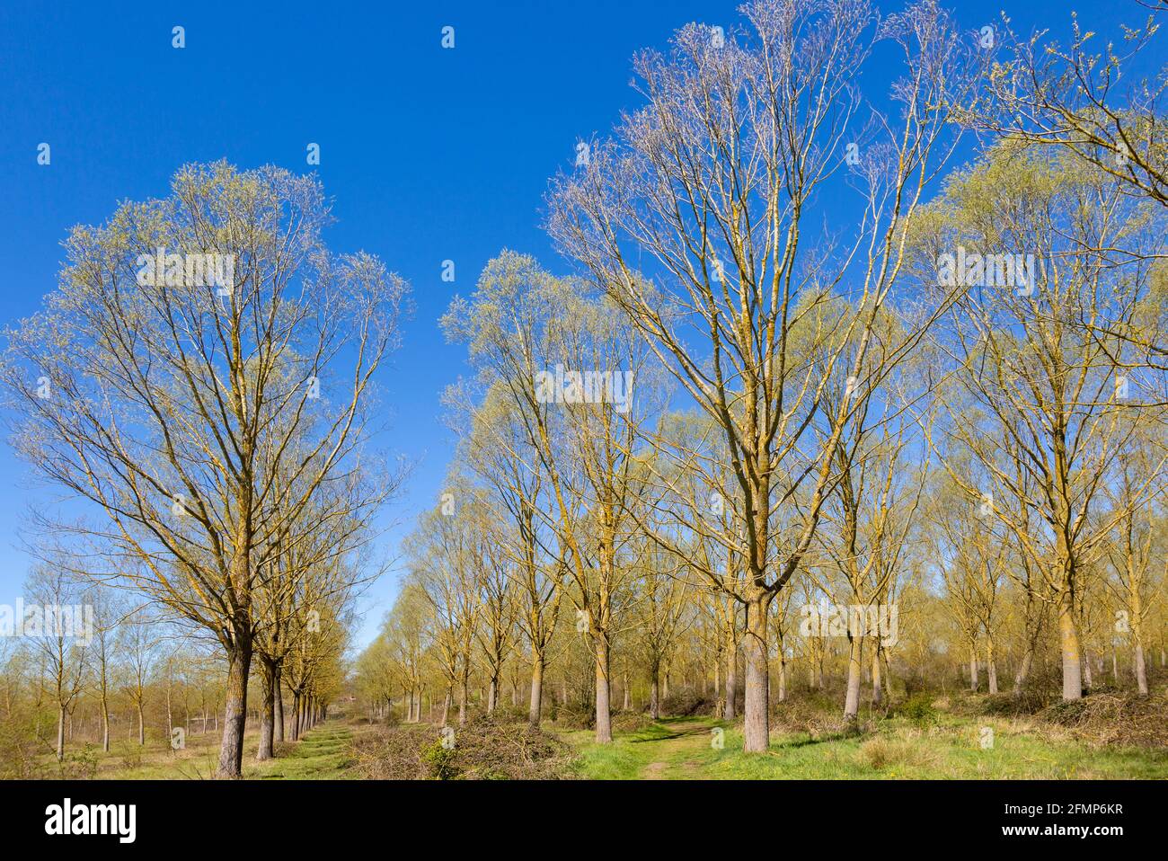Salix Alba Caerulea, Cricket Bat Willow tree plantation, Bromeswell, Suffolk, England, UK Stock Photo