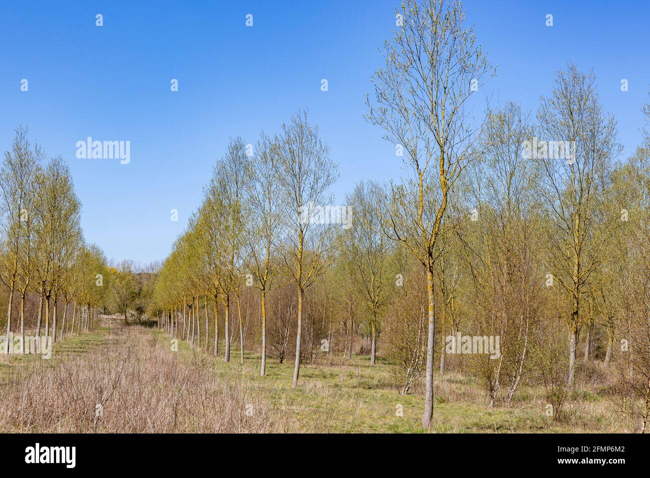 Salix Alba Caerulea, Cricket Bat Willow tree plantation, Bromeswell, Suffolk, England, UK Stock