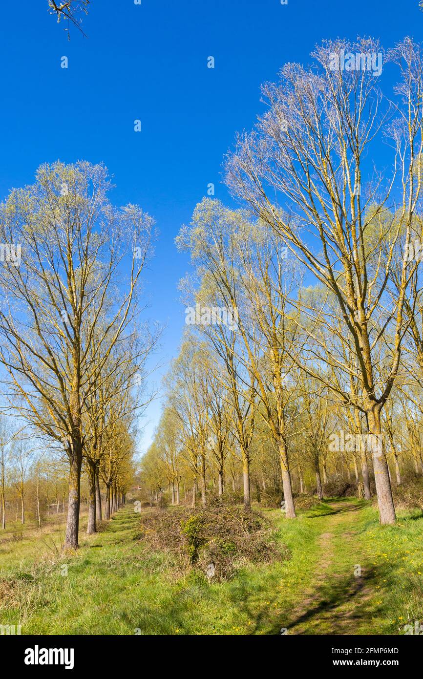 Salix Alba Caerulea, Cricket Bat Willow tree plantation, Bromeswell, Suffolk, England, UK Stock Photo