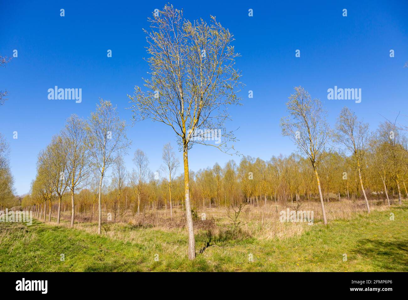 Salix Alba Caerulea, Cricket Bat Willow tree plantation, Bromeswell