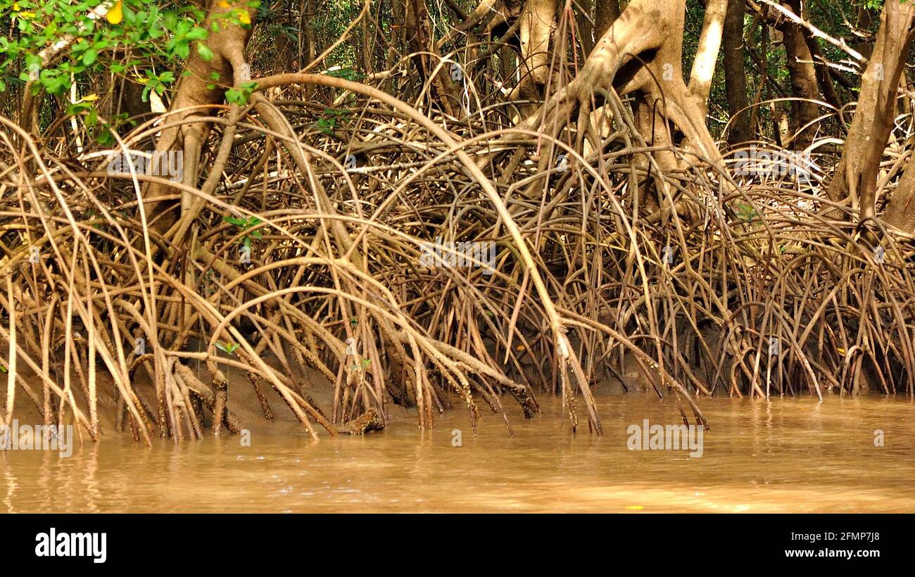 Nas vazantes das Marés nos Canais do Delta do Parnaíba, revela as raízes dos Manguezais. Stock Photo