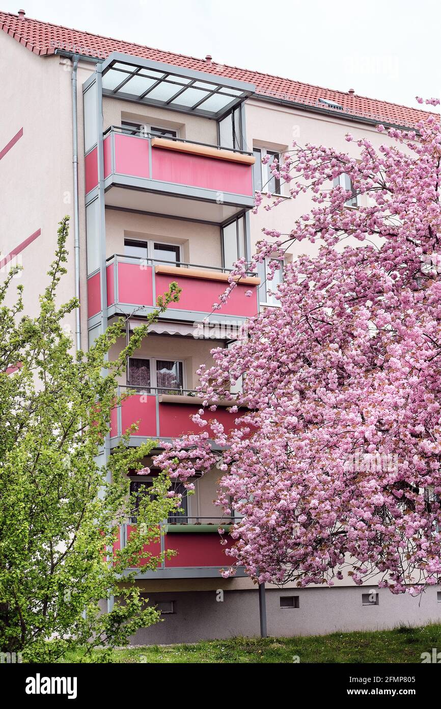 Cherry blossoms in front of modern house with balconies, euronean ...