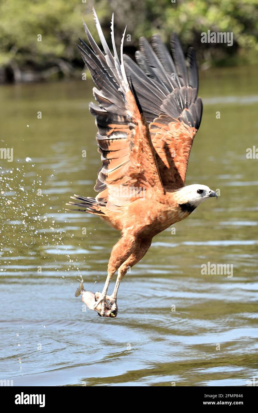 O Gavião-Belo em seu momento de ataque a sua presa no Rio Claro - Pantanal Brasileiro Stock Photo