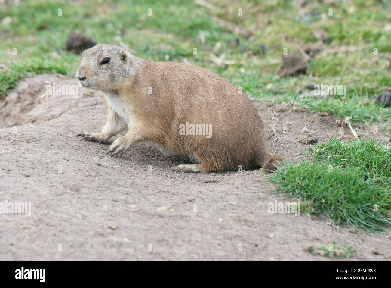 a prairie dog (Cynomys) is sitting in front of its burrow Stock Photo