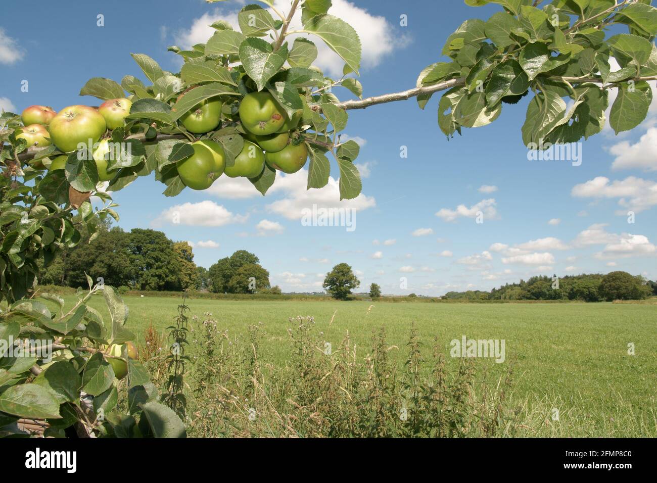 Bramley cooking apples or Malus domestica 'Bramley's Seedling' a popular British variety growing in an orchard in an English farming landscape Stock Photo