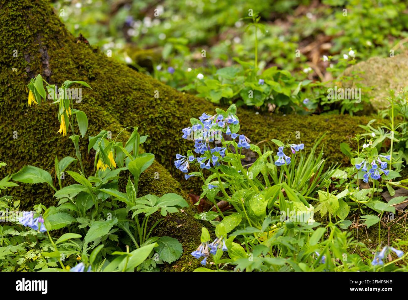 Blue Bells and Yellow Large Flowered Bellwort Wildflowers Stock Photo