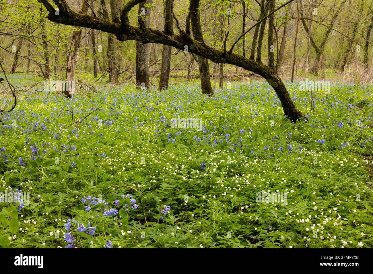 Blue Bells and Wood Anemone Wildflowers In The Woods Stock Photo