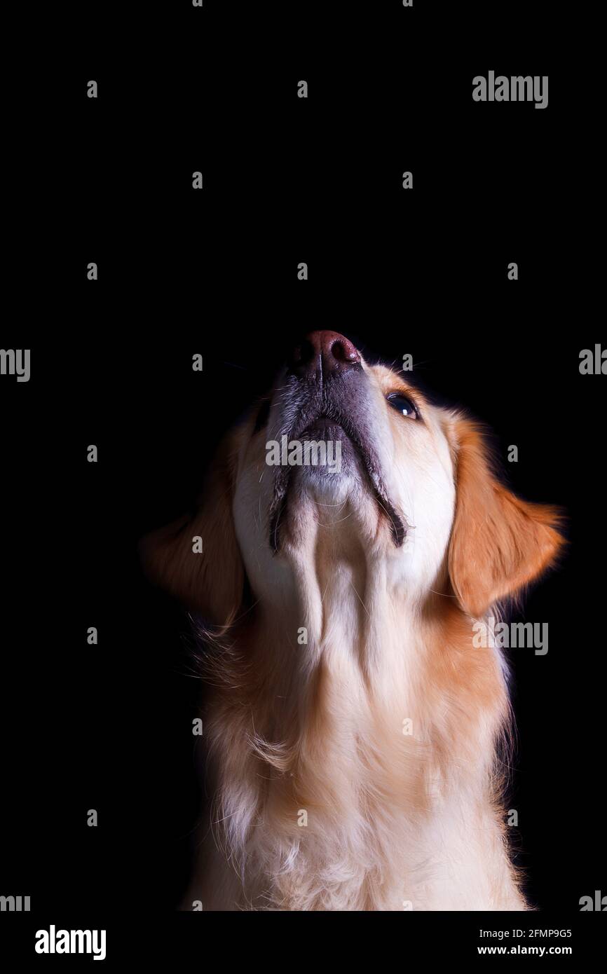 A portrait photo of a Golden Retriever on a black background looking up ...