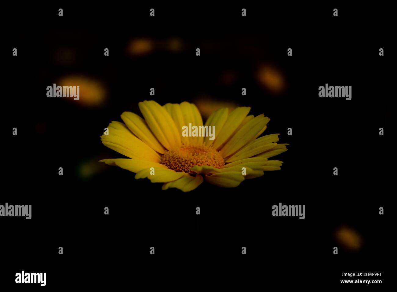 Yellow Mexican sunflower weed (Tithonia diversifolia). Flower of yellow petals with selective focus. Stock Photo