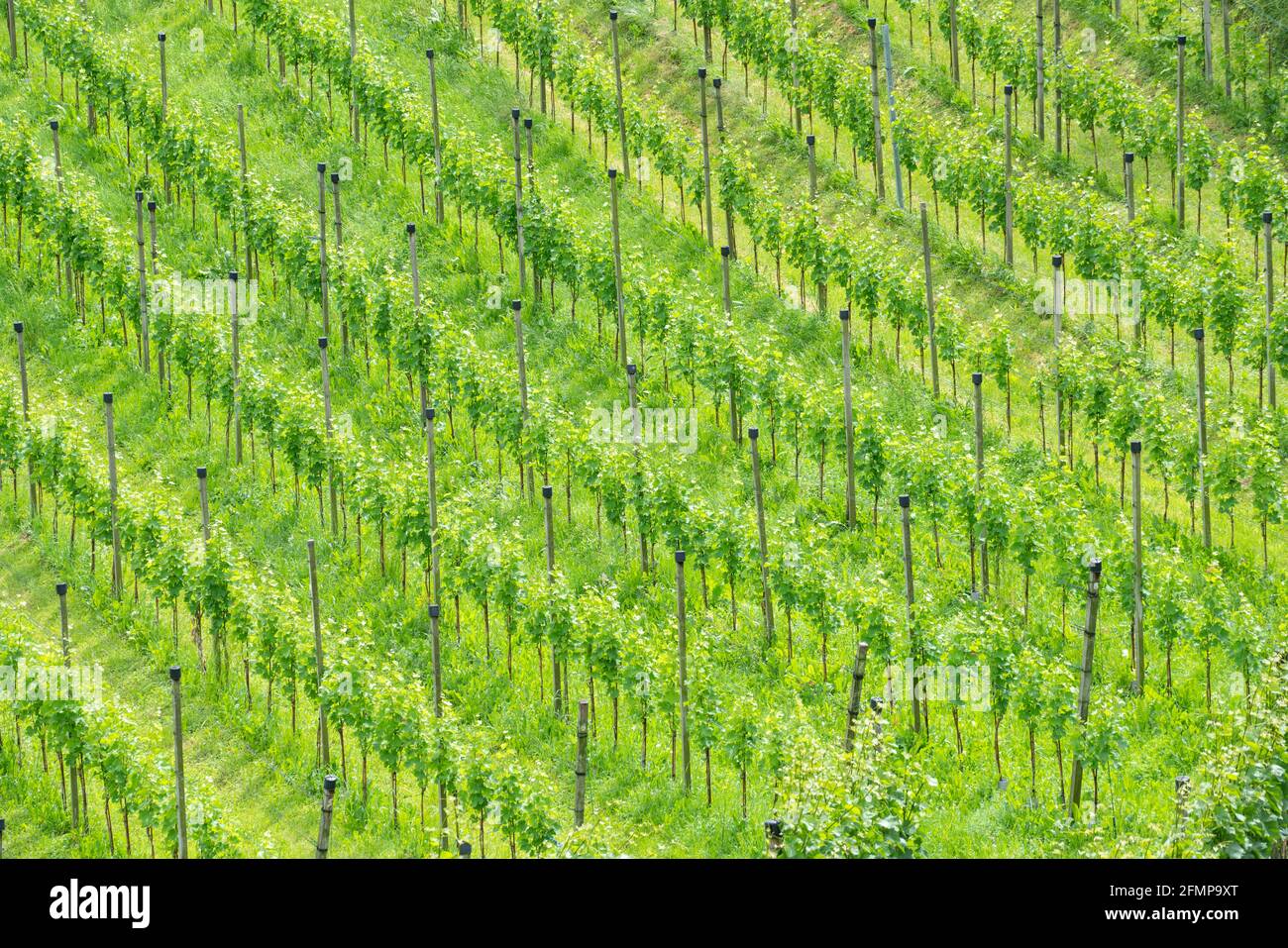 High-angle view of a vineyard. Winegrowing field in summer. Stock Photo