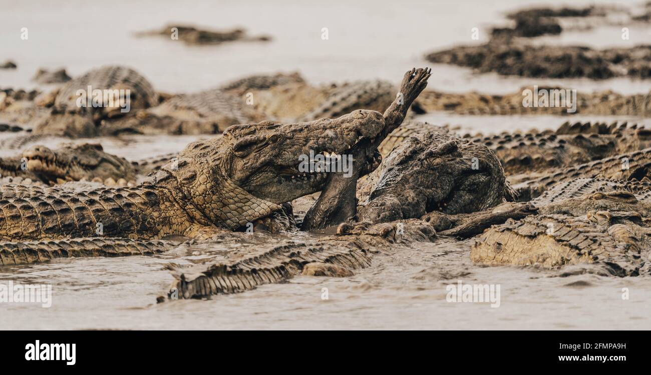 TANZANIA: The paw of the hyena can be seen sticking up as the crocs scrambled to grab a taste. THE MOMENT a group of more than SIXTY hungry crocodiles Stock Photo